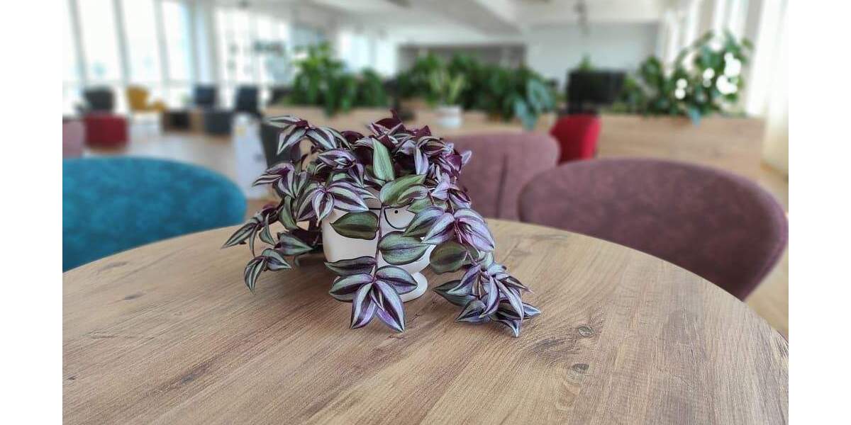 Gewerbeobjekt Neuss Grimlinghausen - 1.200&euro; | Angebot:25721060