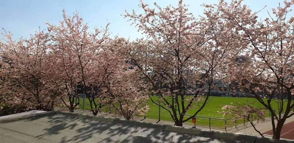 Zimmer Düsseldorf Derendorf - 1 Zimmer, 1.700&euro; | Angebot:22848373