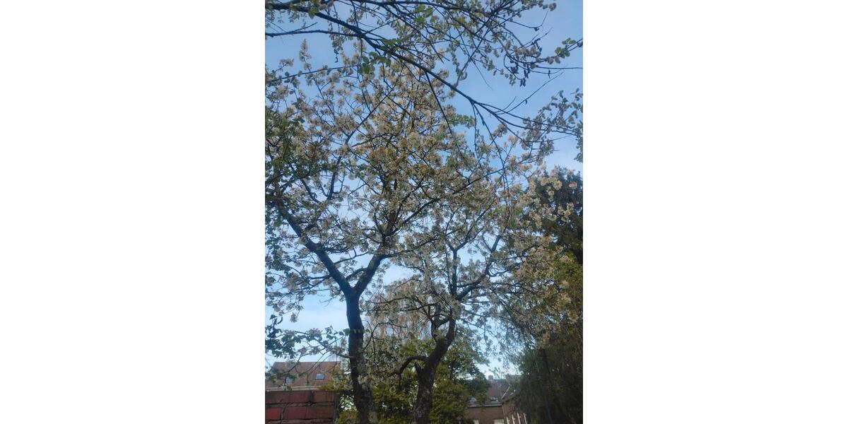 Einfamilienhaus Krefeld Fischeln - 8 Zimmer, 160 m&sup2;, 1.180.000&euro; | Angebot:26200657