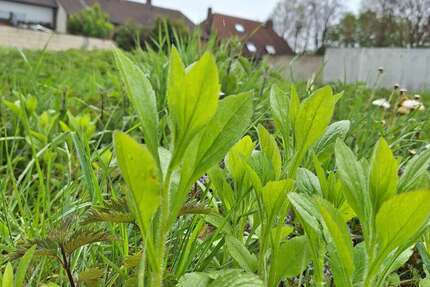 Grundstück Bergheim Auenheim - 113.500&euro; | Angebot:26219898