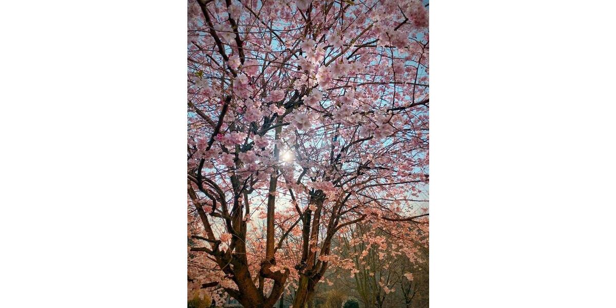 Etagenwohnung Ratingen Tiefenbroich - 3 Zimmer, 79 m&sup2;, 225.000&euro; | Angebot:26114659