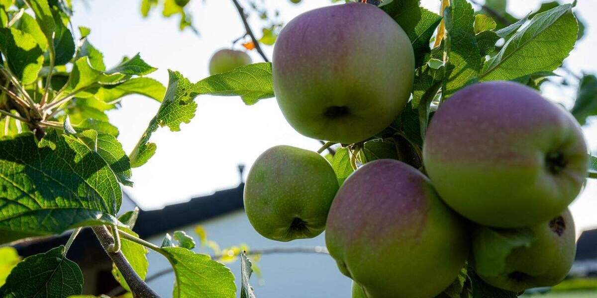 Doppelhaushälfte Mönchengladbach Dorthausen - 6 Zimmer, 277 m&sup2;, 299.000&euro; | Angebot:25729145