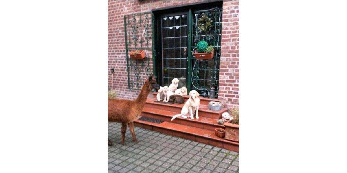 Bauernhaus, Landhaus Merzenich - 520.000&euro; | Angebot:26119822